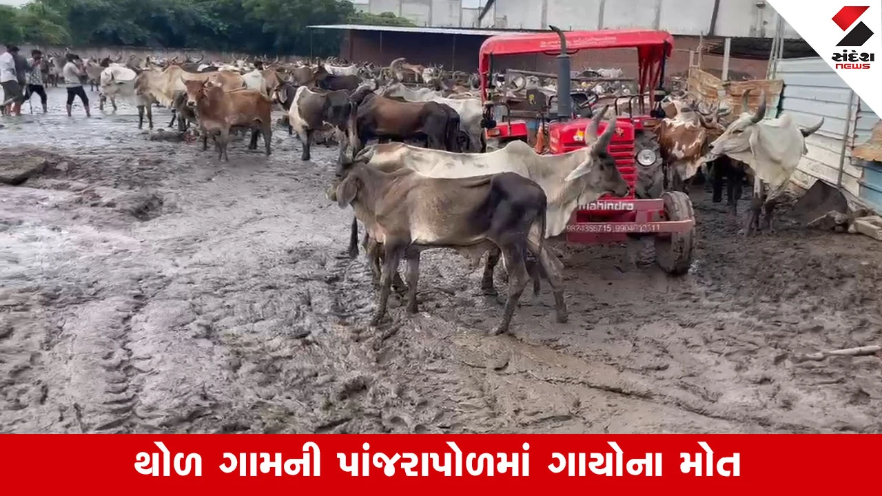 Kadi News: થોળ ગામમાં 20થી વધુ ગાયના મોત, કાદવ કીચડમાં ગાયને રખાતી હોવાનો આક્ષેપ