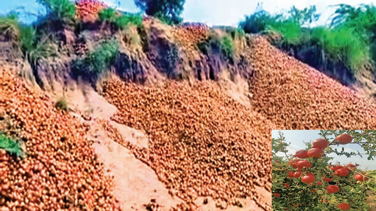 Surendranagar:દાડમના ભાવ એકાએક તળિયે બેસી જતા ઝાલાવાડના ખેડૂતો મૂંઝાયા