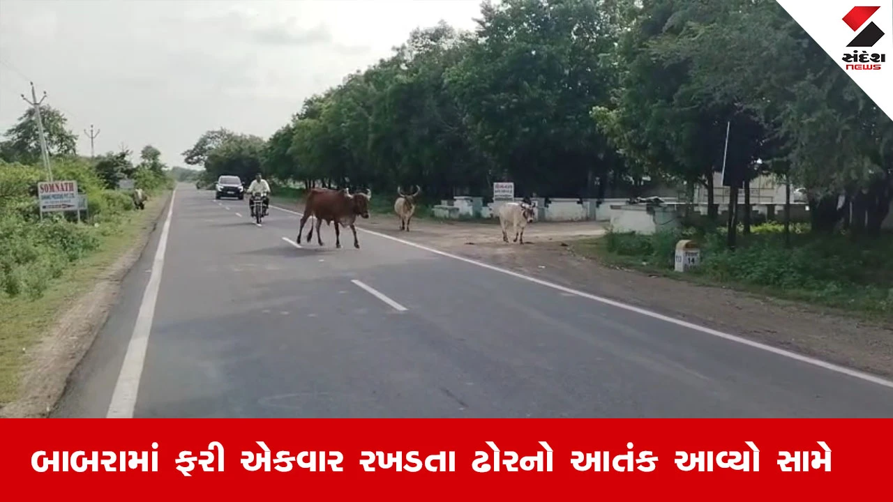 Amreliના બાબરામાં રખડતા પશુઓએ મચાવ્યો આતંક, ગાયે બાઈક સવાર યુવકને લીધો અડફેટે