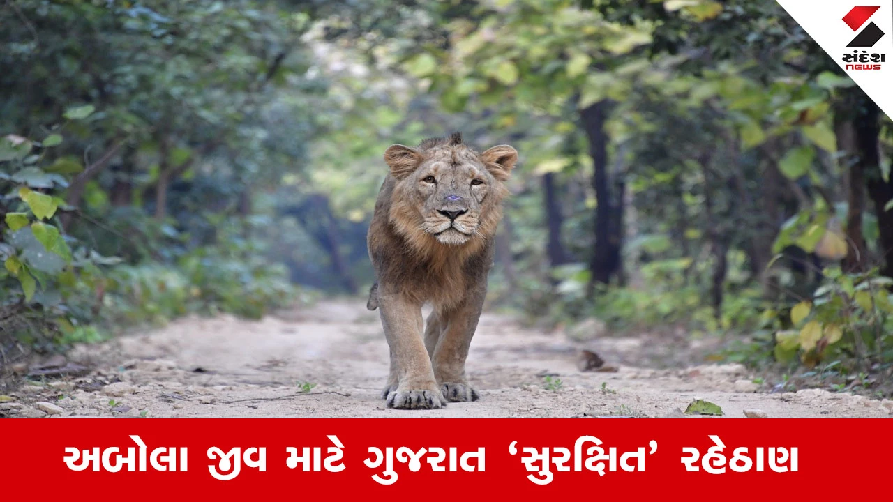 Gandhinagar News: ગુજરાતમાં એશિયાઈ સિંહોની વસ્તી વધીને 891, છેલ્લી ગણતરી મુજબ 7672 ઘુડખર નોંધાયા.