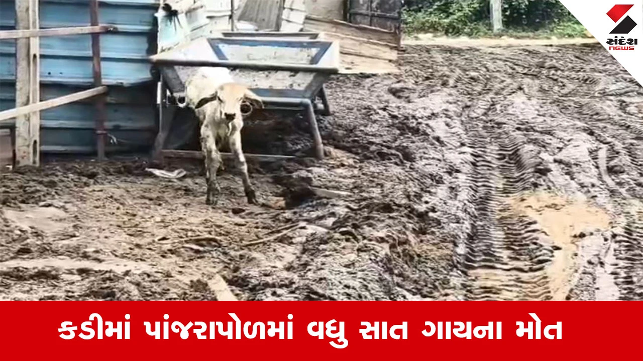 Mehsana News : મહેસાણાના કડીમાં પાંજરાપોળમાં વધુ 7 ગાયના મોત, અપૂરતા પાણી અને ઘાસચારાથી ગાયના મોત થયાનો આક્ષેપ