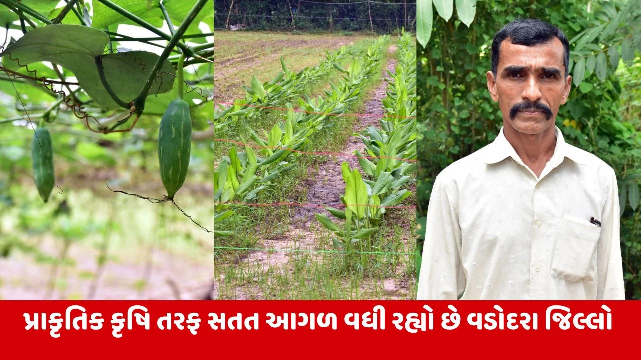 Natural Farming: અમરસિંહ પઢિયાર પ્રાકૃતિક કૃષિથી અન્ય ખેડૂતો માટે પ્રેરણાદાયી બન્યા.