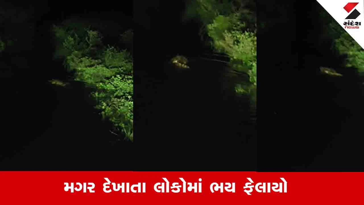 ખેડા: ઠાસરામાં શેઢી નદી ઓવરફ્લો થતા રસ્તા પર મગરો આવતા ડભાલી-મીઠાના મુવાડા રોડ બંધ.