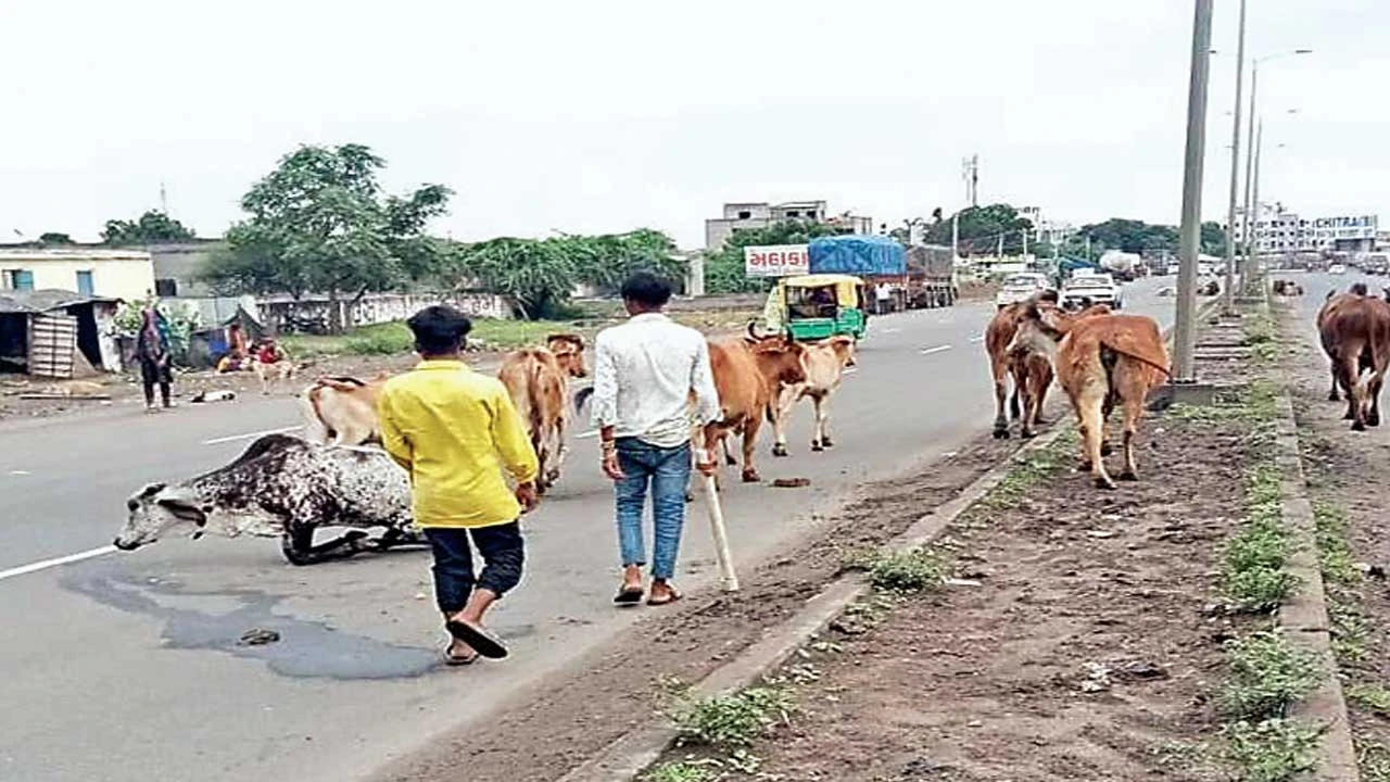Chotila: યાત્રાધામ ચોટીલા નગરમાં માર્ગો પર રખડતાં ઢોરની સમસ્યા જૈસે થે