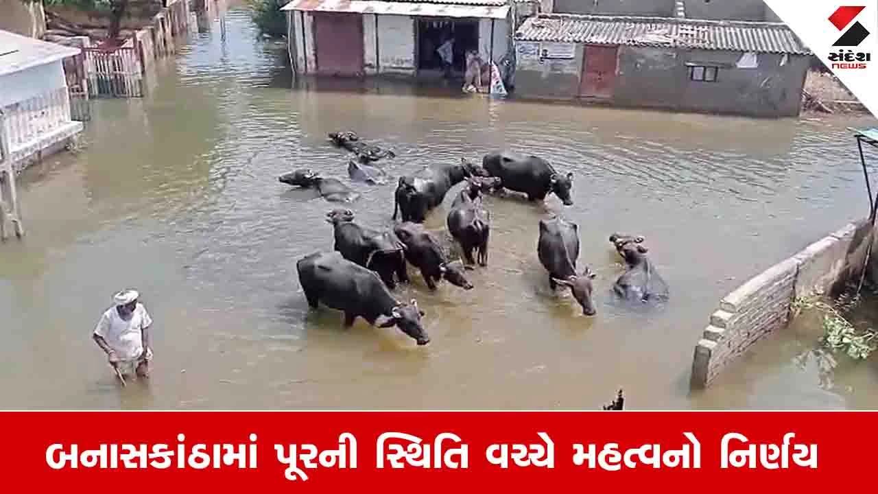 Banaskantha News: અતિવૃષ્ટિગ્રસ્ત ચાર તાલુકાઓમાં 6.84 લાખ પશુધનને 27384 ટન ઘાસચારો અપાશે