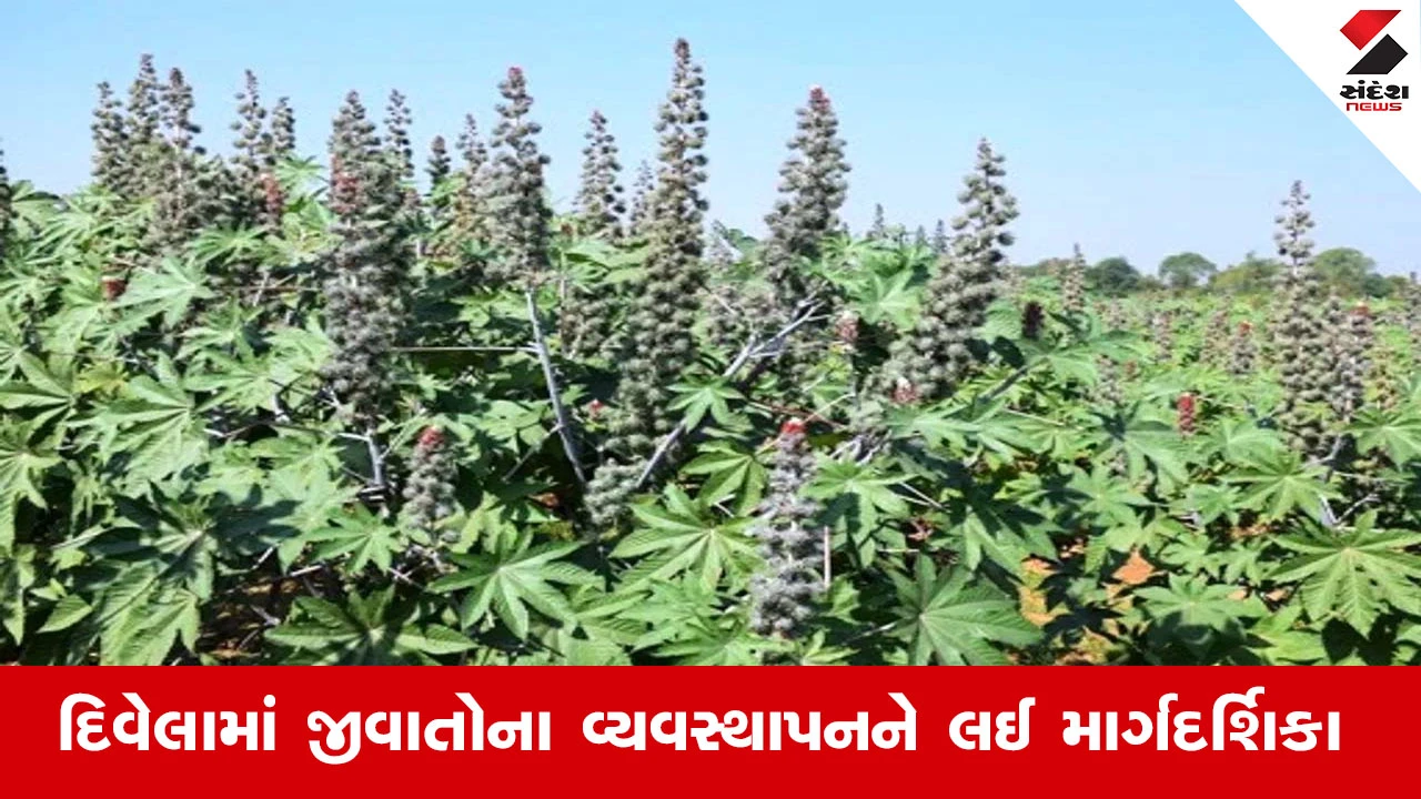 Agriculture News : દિવેલાના ઊભા પાકમાં ચુસિયા પ્રકારની જીવાતોના સંકલિત વ્યવસ્થાપન માટે લેવાના પગલાં અંગે માર્ગદર્શિકા જાહેર