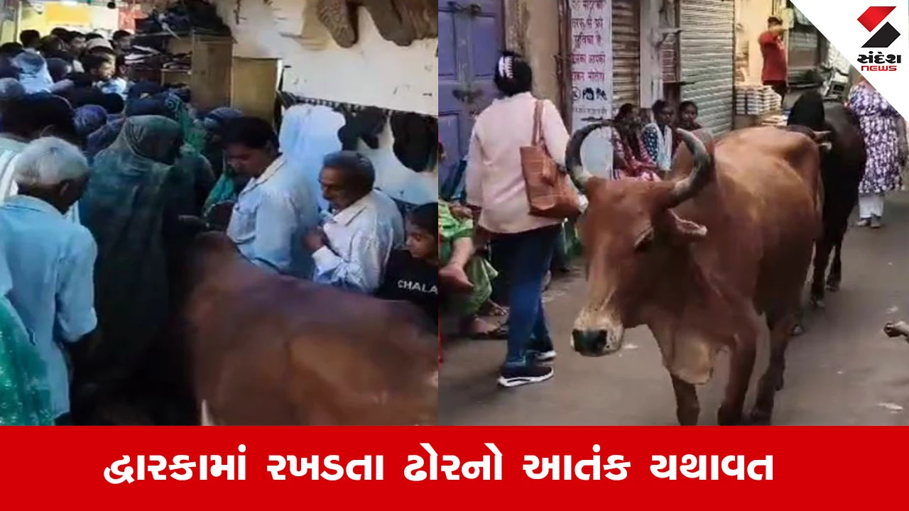 Dwarka News : દ્વારકામાં છપ્પન સીડી નજીક ભકતોની ભીડ વચ્ચે ઘૂસ્યો આખલો, નગરપાલિકાની મોટી બેદરકારી આવી સામે
