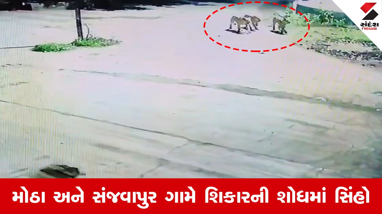 Gir Somnath News : ઊનામાં રાત્રે ગામની ગલીઓમાં સિંહોના આંટાફેરાથી લોકોમાં ભય, CCTV માં કેદ થઇ ઘટના
