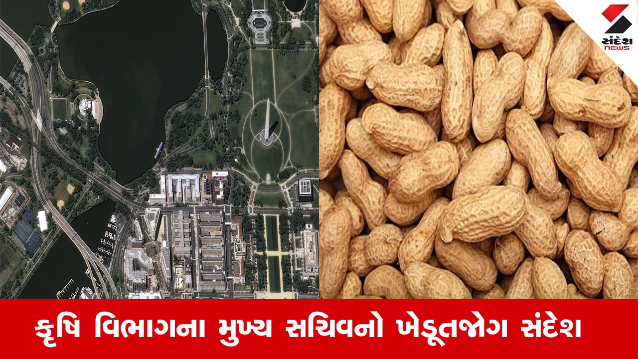 Agriculture News : મગફળી પાકની ટેકાના ભાવે ખરીદી માટેની નોંધણીમાં દર્શાવેલા સર્વે નંબરનું સેટેલાઈટ ઈમેજ આધારિત વેરીફીકેશન અને ડિજિટલ ક્રોપ સર્વે શરૂ