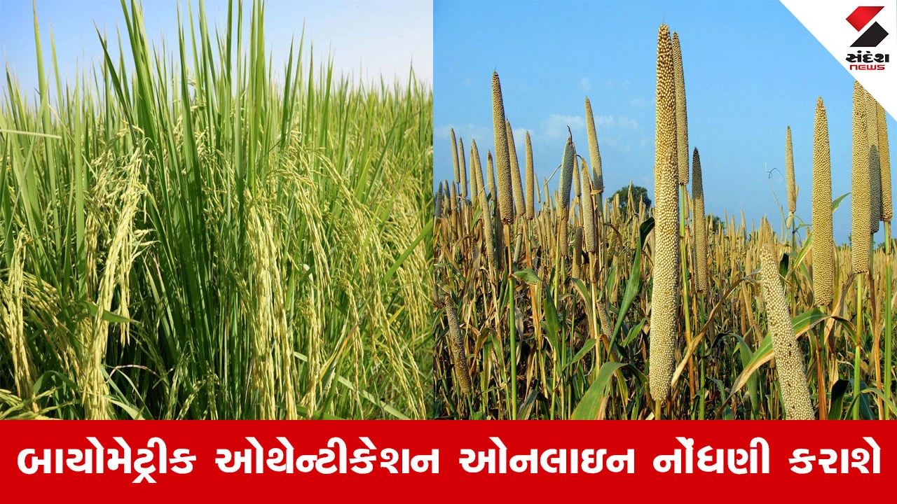 Agriculture News : ખરીફ માર્કેટીંગ સીઝન 2025-26 માટે 01 નવેમ્બરથી ડાંગર, બાજરી, જુવાર, રાગી અને મકાઇની લઘુતમ ટેકાના ભાવે ખરીદી કરાશે