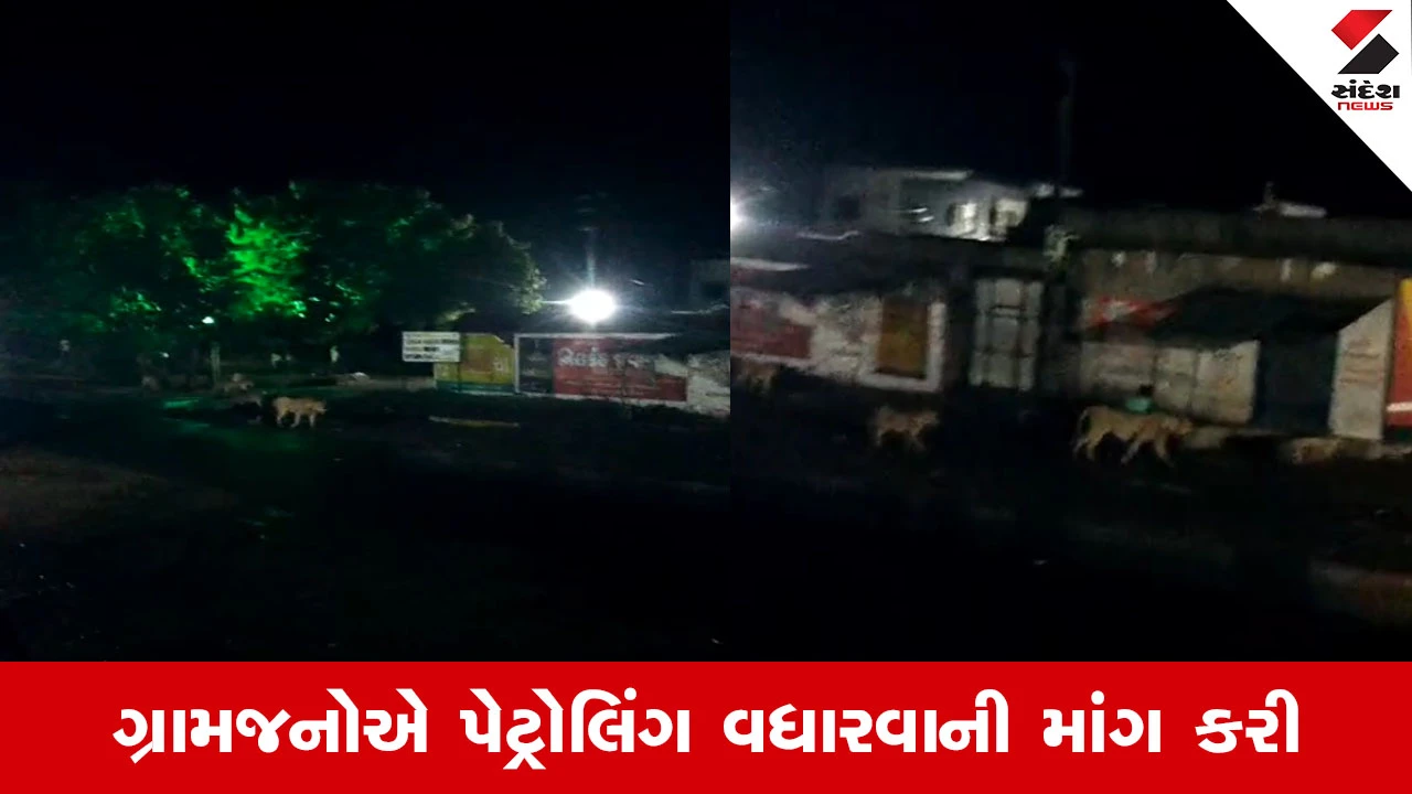 Amreli ના ખીચા ગામની બજારમાં સિંહણ અને બચ્ચાંના આંટાફેરા, ગ્રામજનોમાં ભયનો માહોલ