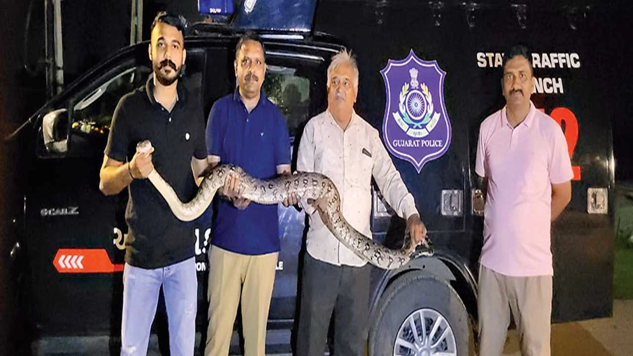 Bavla: પાસે ઝાડ પરથી ભારે જહેમત બાદ 8 ફુટ લાંબા અજગરને હેમખેમ રેસ્ક્યૂ કરાયો