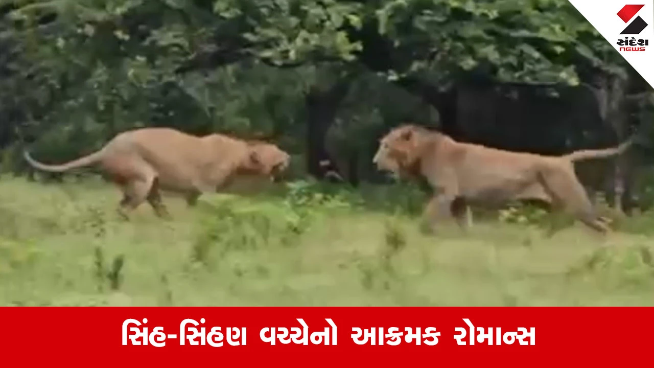 Girમાં સિંહ અને સિંહણ વચ્ચેની આક્રમક લડાઈનો દુર્લભ વીડિયો થયો વાયરલ
