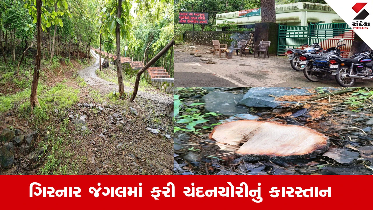 Junagadh News : ગિરનાર જંગલમાં ફરી ચંદન ચોરીનું કારસ્તાન, એક શખ્સને ઝડપી વન વિભાગે તપાસનો ધમધમાટ શરૂ કર્યો