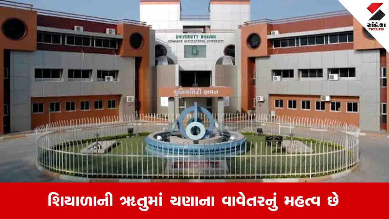 Agriculture News: આગામી શિયાળામાં વાવેતર માટે જૂનાગઢ કૃષિ યુનિવર્સિટી દ્વારા વિકસાવામાં આવેલી નવીનતમ જાતોની જાણકારી