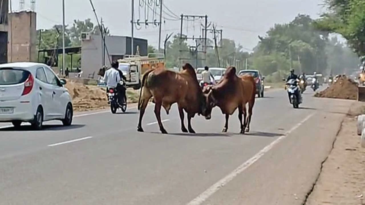 Nadiad: બિલોદરા ચોકડીએ આખલા યુદ્વથી ભયનો માહોલ