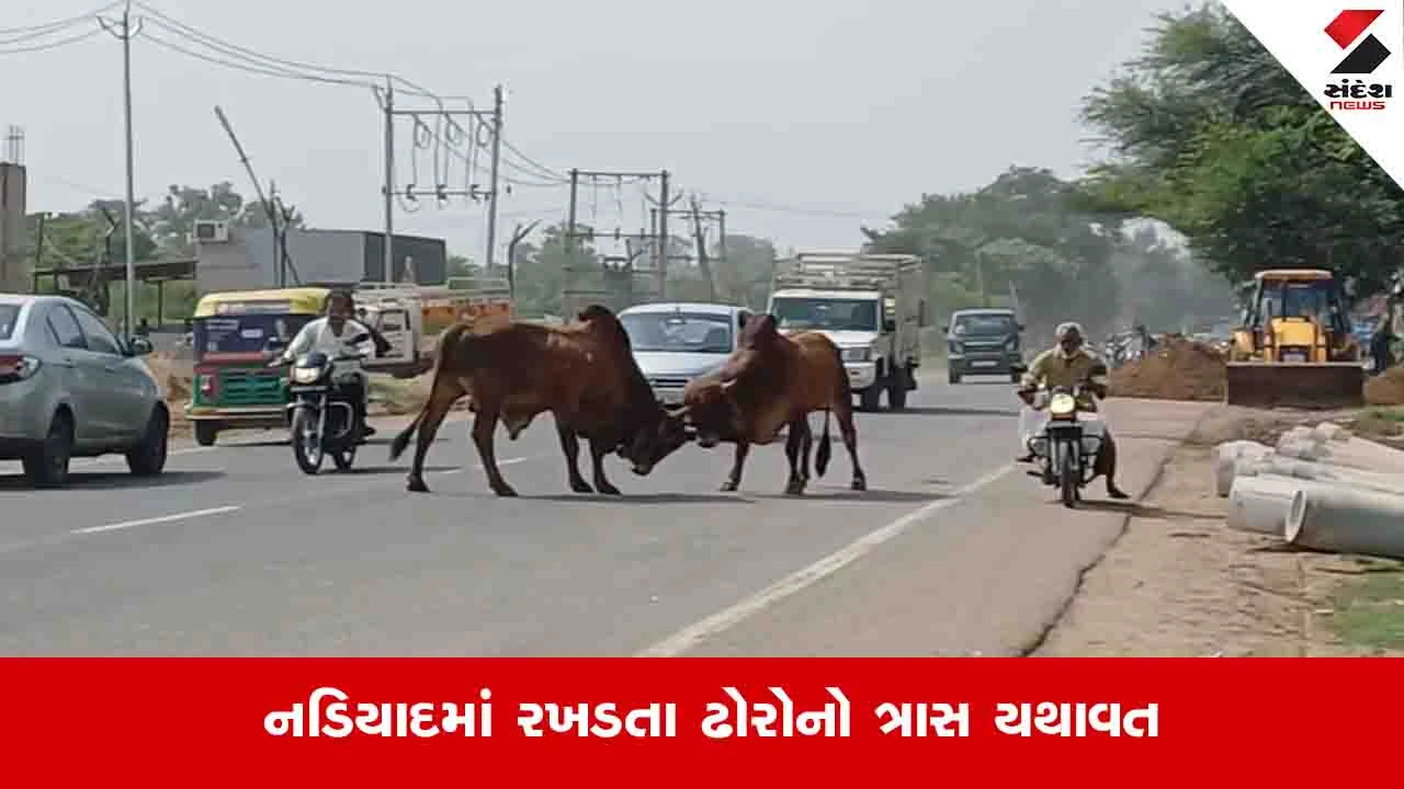 Nadiad News: બિલોદરા ફાટક પાસે બે આખલા બાખડતા વાહનચાલકો અટવાયા, આખો રોડ બાનમાં લેતા લોકોમાં ભય ફેલાયો