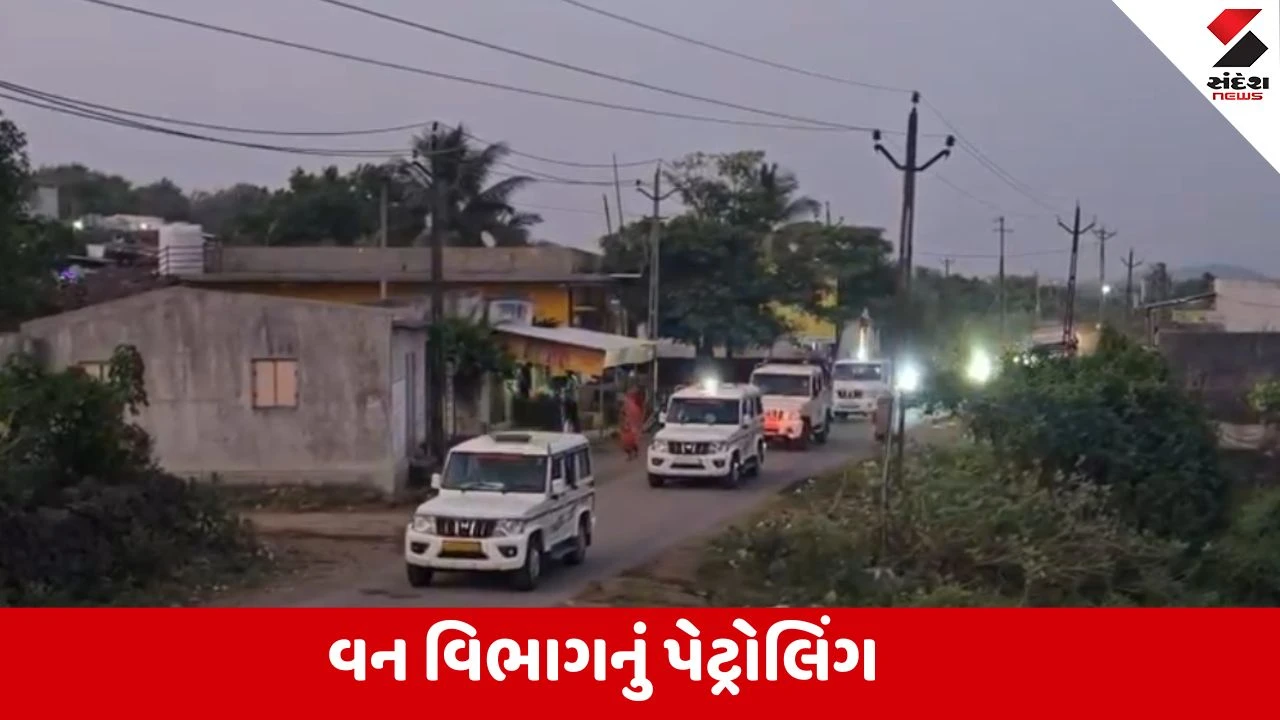 Junagadh : ગીર અભયારણ્ય વિસ્તારમાં ગેરકાયદેસર સિંહદર્શનની પ્રવૃત્તિઓ અટકાવવા માટે વન વિભાગમાં 'રેડ એલર્ટ'