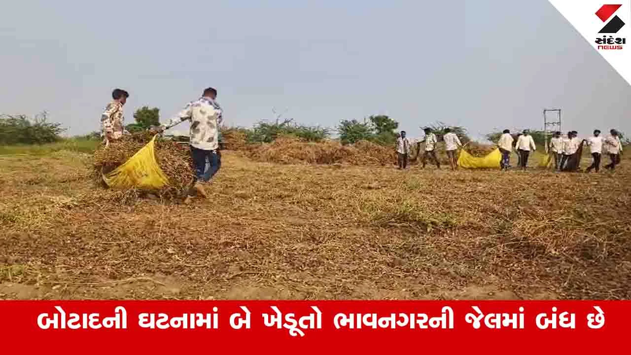Botad News: જેલમાં રહેલા ખેડૂતોની વ્હારે આવ્યા અન્ય ખેડૂતો, ખેતરમાં મગફળીનો ઉભો પાક વાઢી આપ્યો