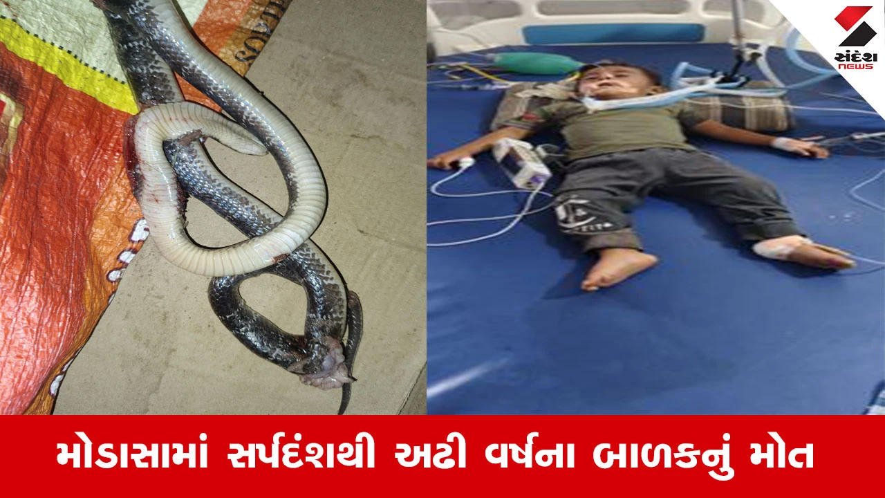 Arvalli News : મોડાસામાં સર્પદંશથી અઢી વર્ષના બાળકનું મોત, અમદાવાદમાં ચાલતી હતી સારવાર
