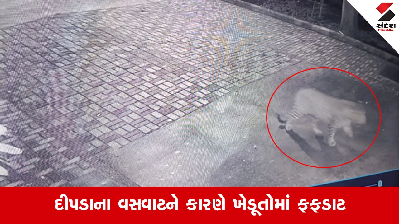 Vadodaraના વાઘોડિયા નજીક આજવા રાયણ તલાવડી ગામે દીપડાનો આતંક, પશુપાલકની નજર સામે બે વાછરડીનું કર્યું મારણ