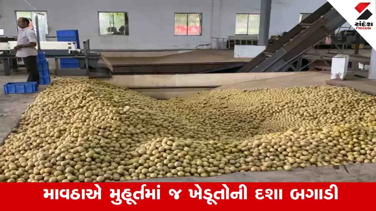 Navsari News: માવઠાને કારણે ખેડૂતો ચીકુનો પાક ના ઉતારી શક્યા, ઝાડ પર રહેલા ફળમાં જીવાત લાગવાથી નુકસાનની ભીતિ