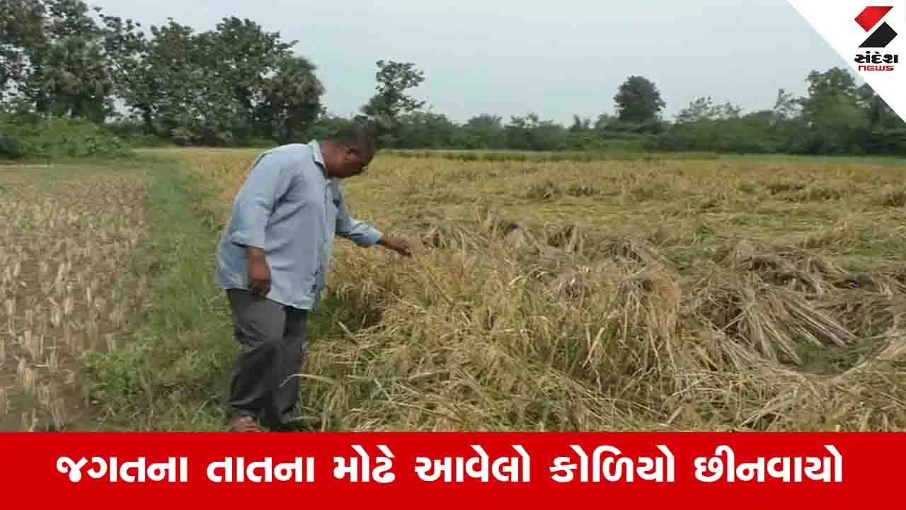 Gujarat Weather News: રાજ્યમાં માવઠાએ કપાસ, ડાંગર, મગફળી અને સોયાબિન સહિતના પાકને નુકસાન પહોંચાડ્યું
