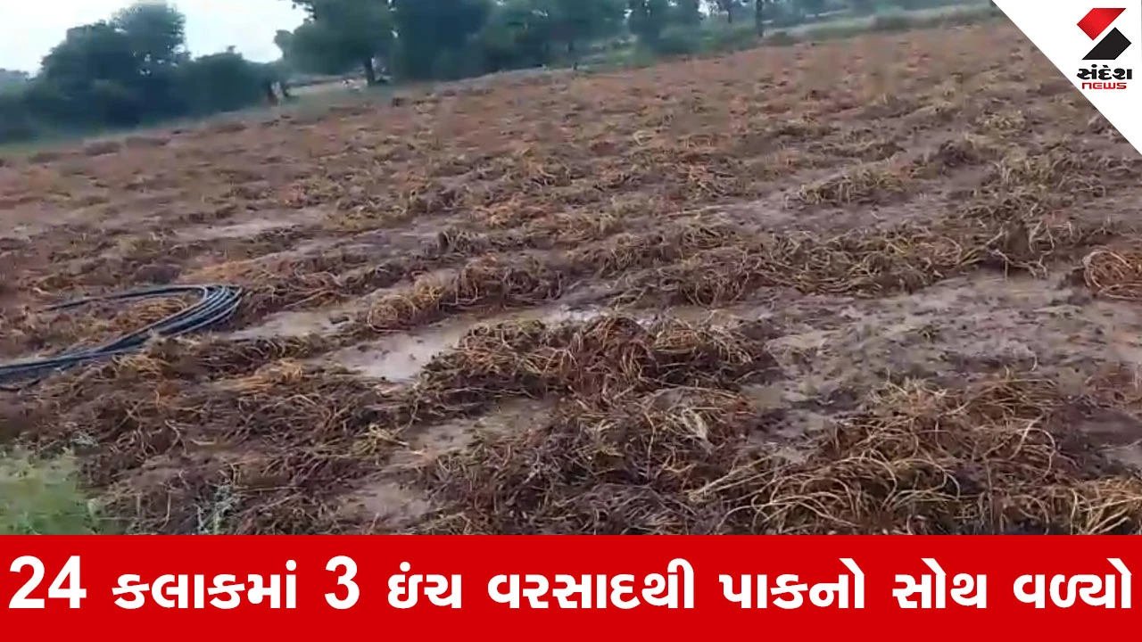 Banaskantha News : વાવ, થરાદ, દિયોદર અને લાખણીમાં કુદરતનો કહેર, 24 કલાકમાં 3 ઇંચ વરસાદથી ખેડૂતોનો પાક બરબાદ
