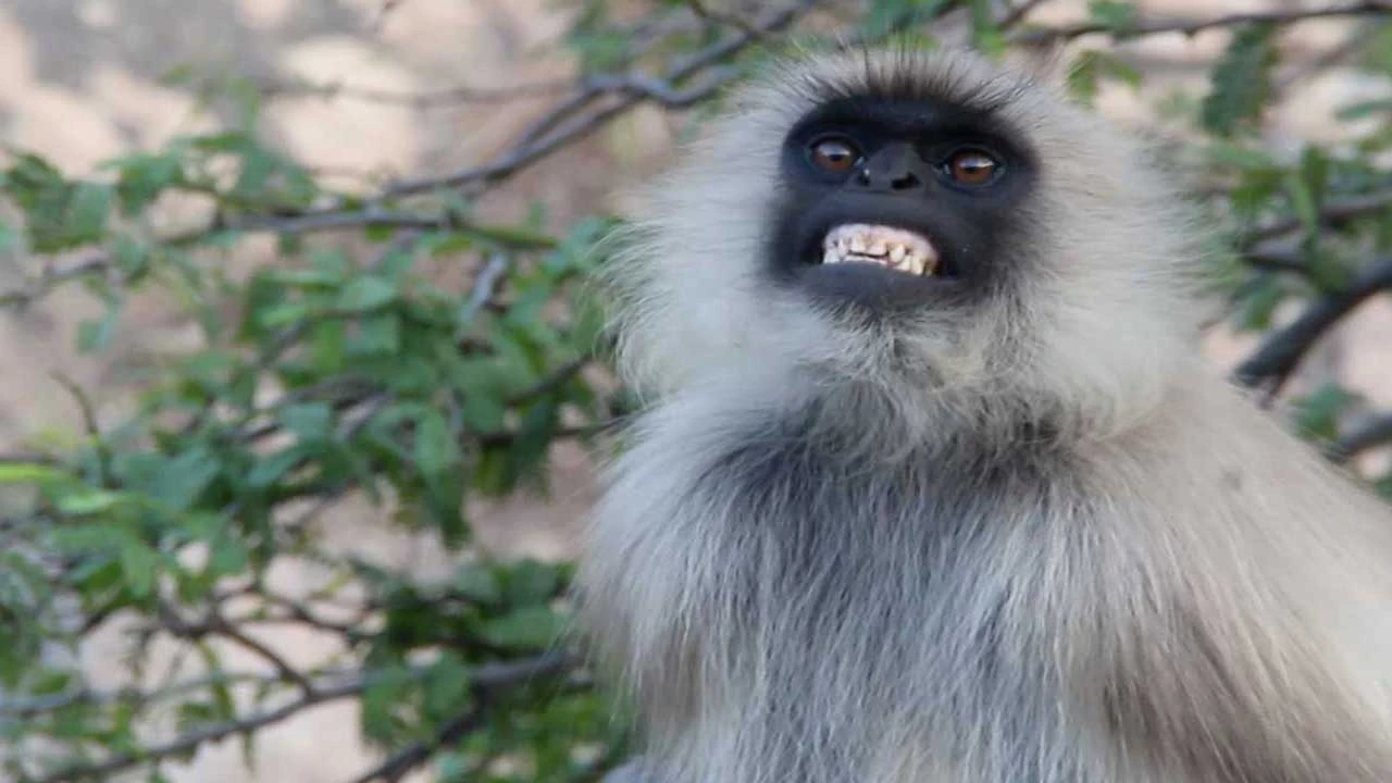 Ahmedabad: ગોમતપુરીમાં વાંદરાઓનો આતંક, 12થી વધુ લોકોને બચકાં ભર્યાં