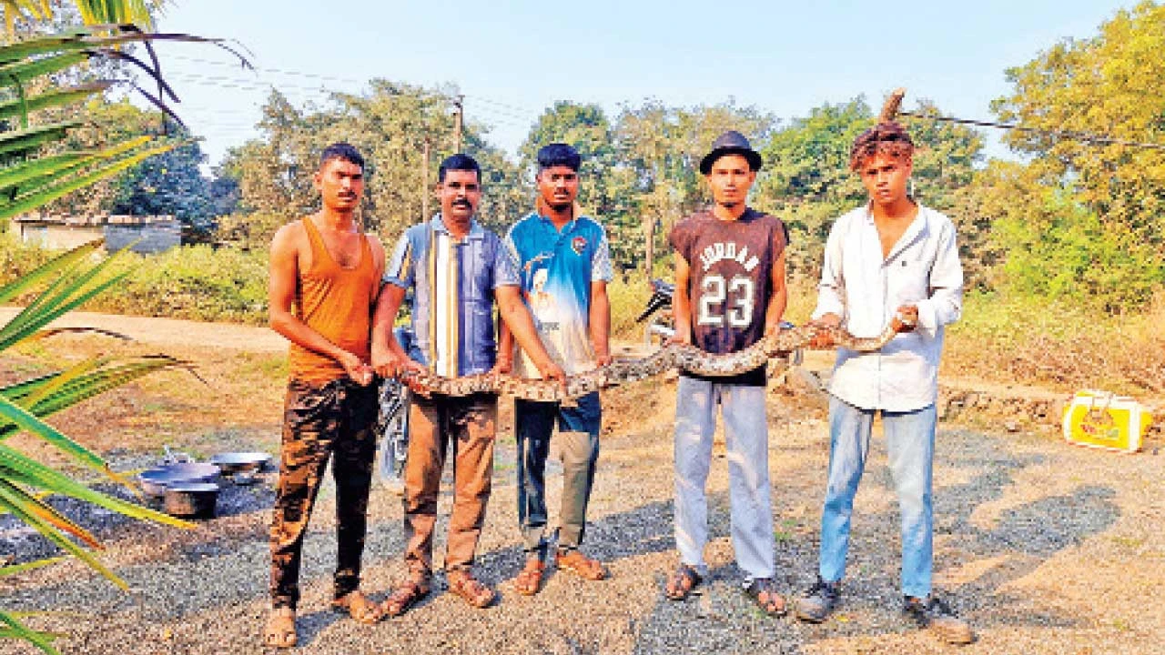 Bharuch:ઝઘડિયા તાલુકાનાં બે સ્થળોએ અજગર દેખા દીધી : રેસ્ક્યૂ કરાયું