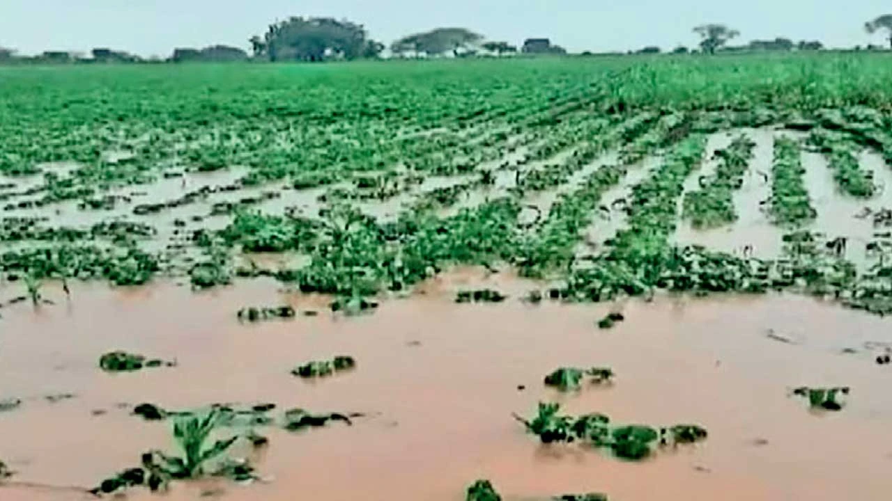 Mahesana: મગફળી, કપાસ, એરંડા પલળી જતા નુકસાન