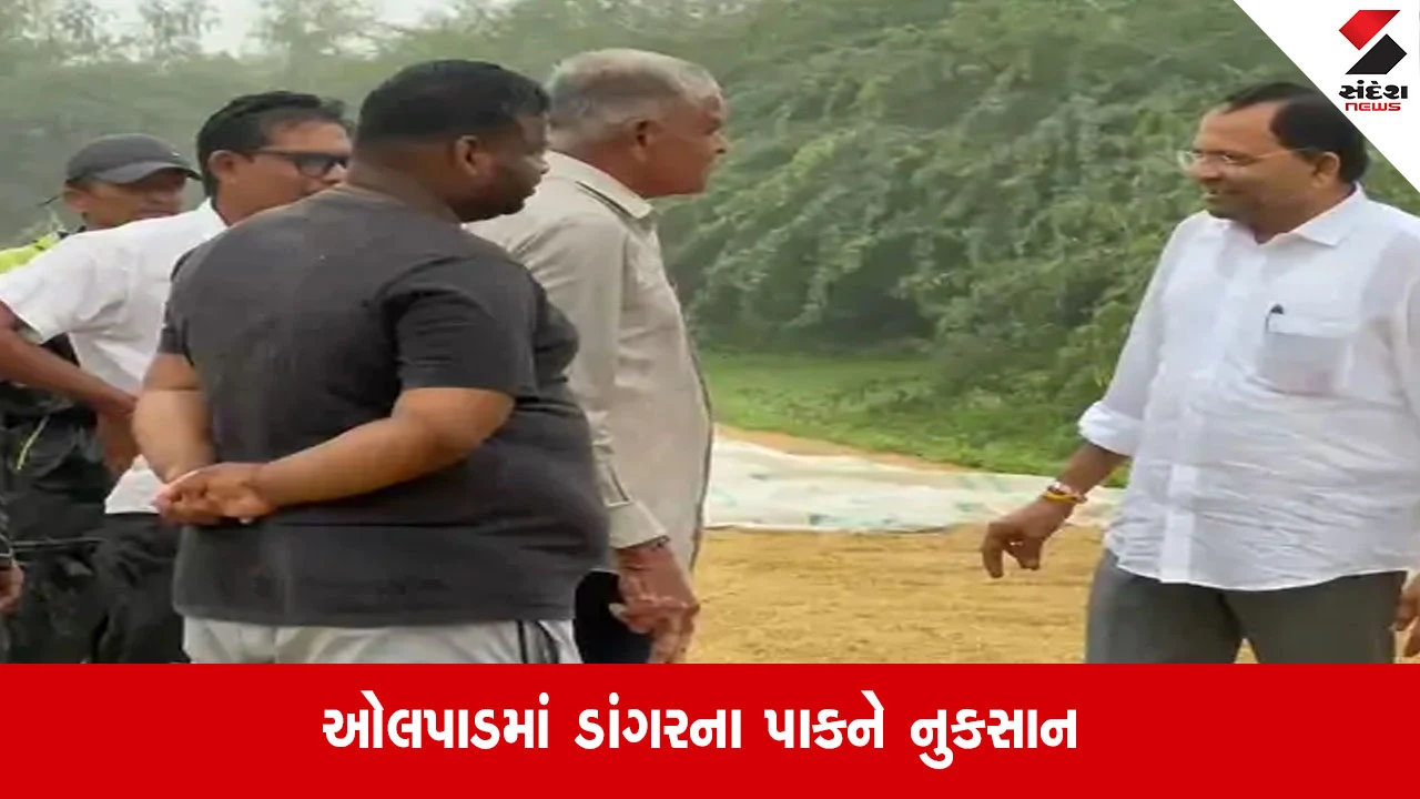 Olpad: ડાંગરના પાકને વ્યાપક નુકસાન, MLA મુકેશ પટેલે અસરગ્રસ્ત વિસ્તારોની લીધી મુલાકાત