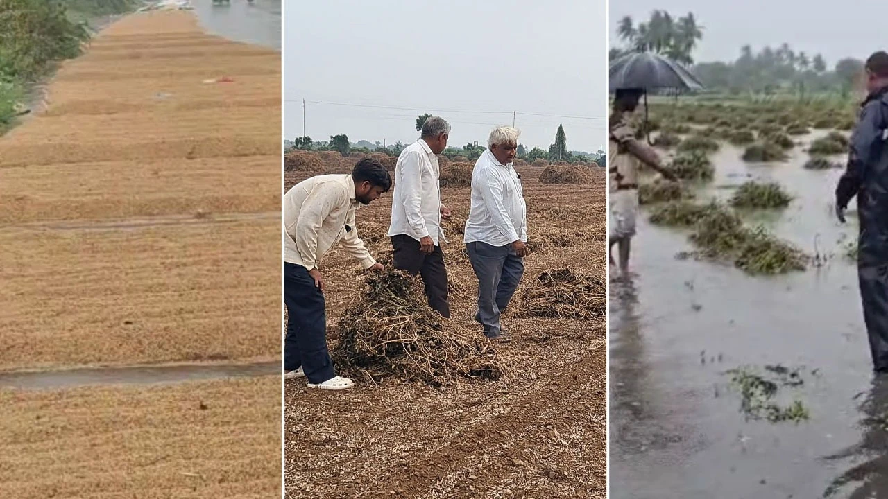 Gujarat Rain : ગુજરાતમાં અણધારી આફત, કમોસમી 'માર'થી પાક ધોવાયો, ખેડૂતોના મોઢામાં આવેલો કોળિયો છીનવાયો