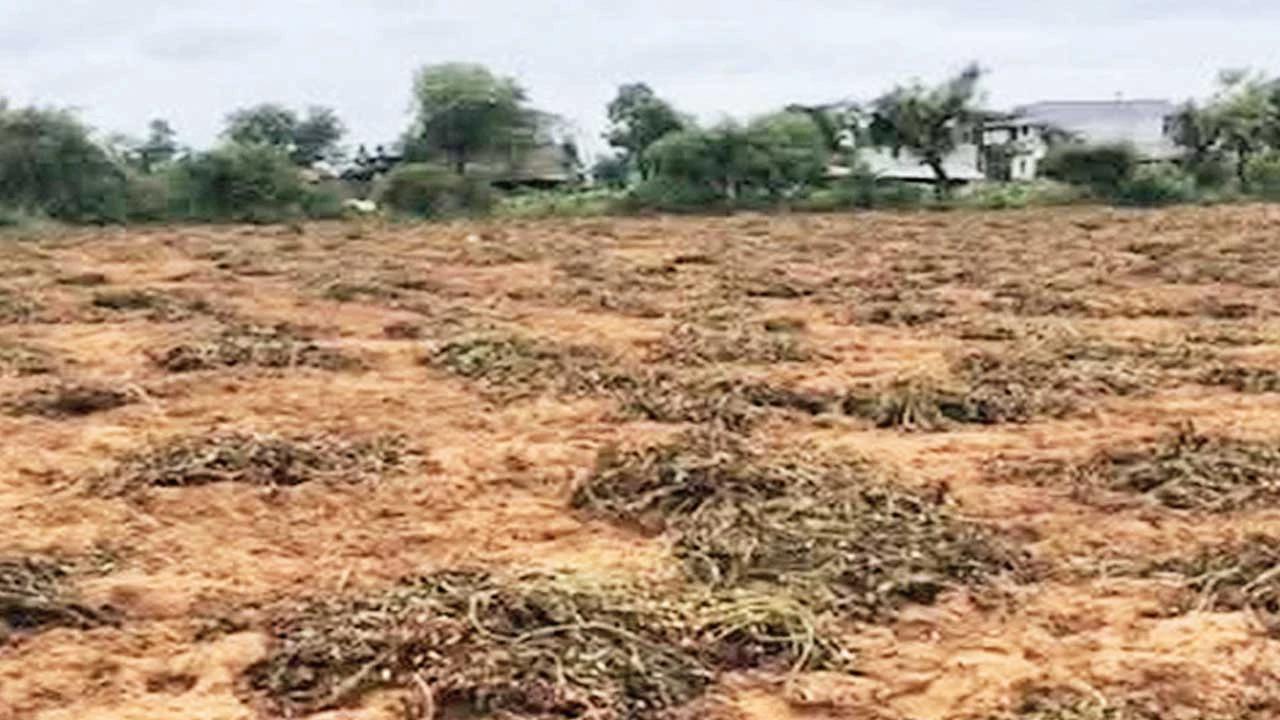 Mahesana: માવઠાથી ખેડૂતોની હાલત કફોડી, મગફળીના પાકને ભારે નુકસાન