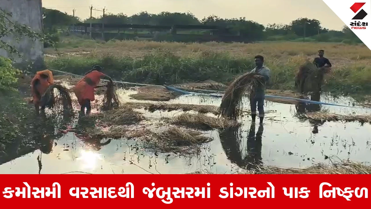 Bharuch News : ખેડૂતો માટે પડ્યા પર પાટું જેવી સ્થિતિ, 'જૂનું વળતર મળ્યું નથી, ત્યાં નવા માવઠાએ મોઢાનો કોળિયો છીનવ્યો'