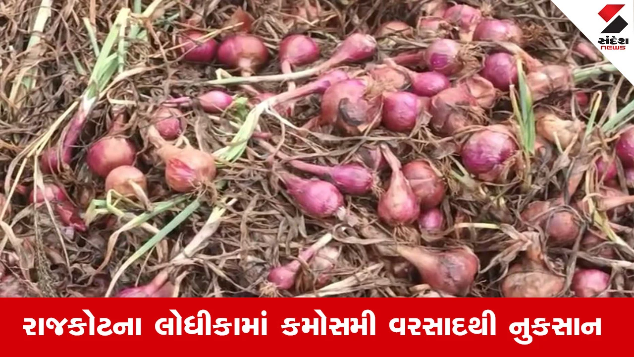 Rajkot Rain News : રાજકોટના લોધીકામાં કમોસમી વરસાદથી ખેડૂતોને મોટુ નુકસાન, ખેડૂતોએ કહ્યું, સરવેની જરૂરી નથી નુકસાન જોઈ શકો છો
