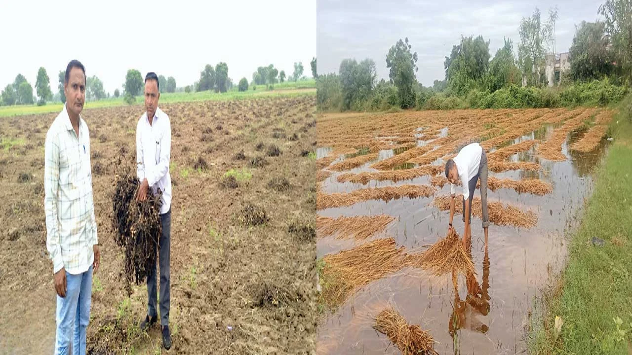 Dahegam: ખેતપાક સરવે : દહેગામના ખેડૂતોએ રડતી આંખે કુદરતે મારેલી થપ્પડના પુરાવા બતાવ્યા