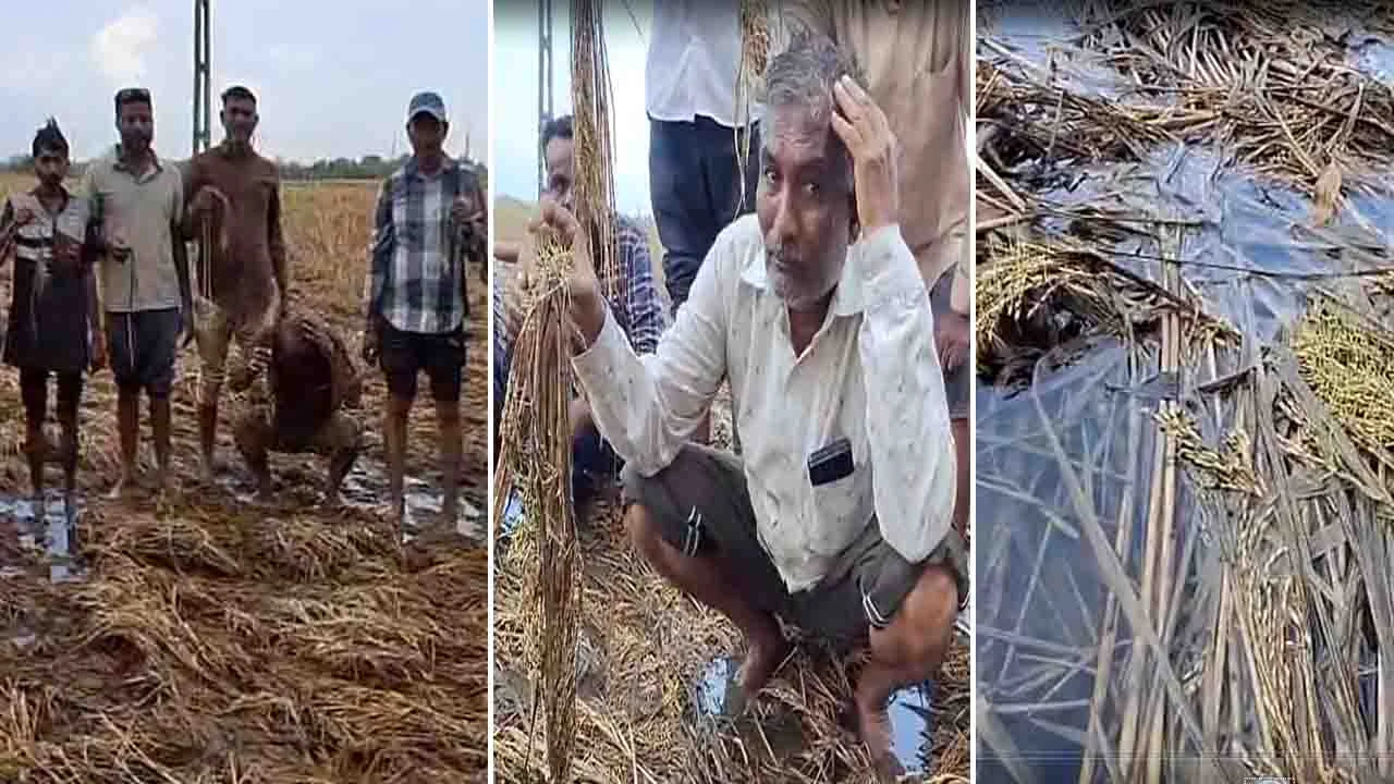ડભોઈના તરસાણા ગામમાં કેનાલના પાણી ખેતરોમાં ફરી વળતાં 500 એકરમાં પાક નિષ્ફળ, જુઓ Photo