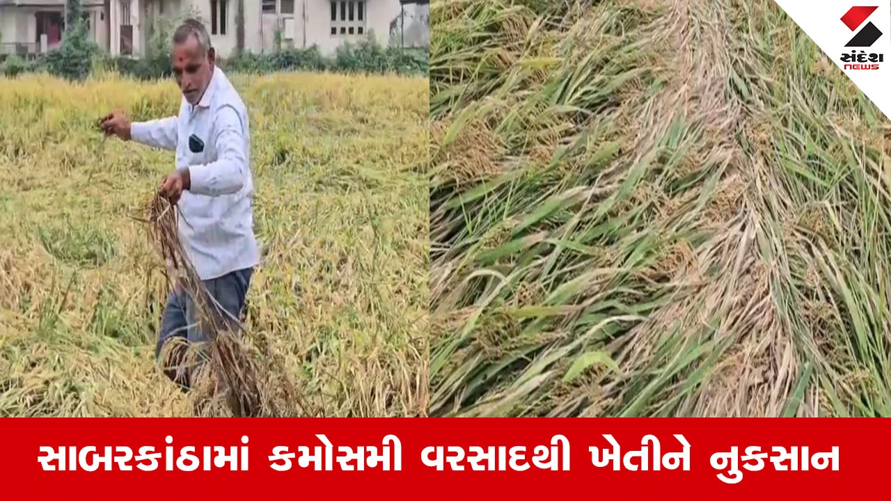 Sabarkantha News: સાબરકાંઠામાં કમોસમી વરસાદથી ખેતીને નુકસાન, મગફળી, કપાસ, સોયાબીનને અસર. ખેડૂતોને મોટું આર્થિક નુકસાન થયું.