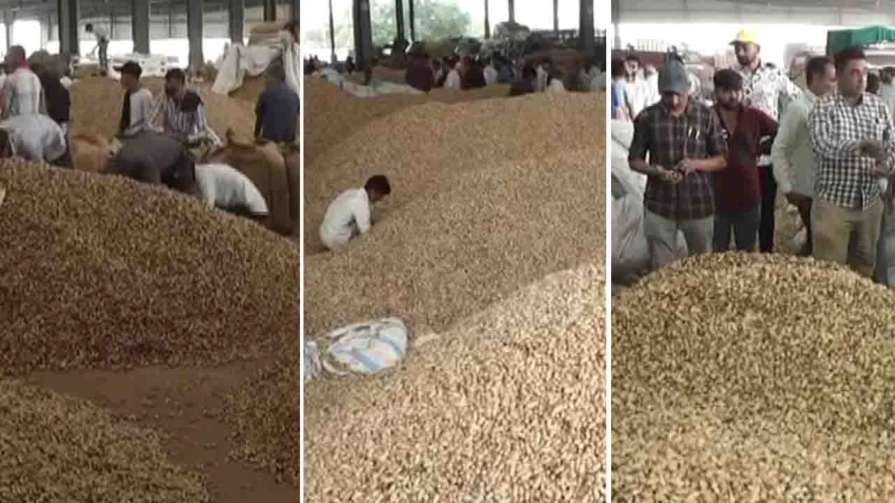 સોરાષ્ટ્રના માર્કેટ યાર્ડમાં મગફળીની આવક નોંધાઈ, રાજકોટના બેડી યાર્ડમાં બે દિવસમાં 45 હજાર મણ આવક થઈ, જુઓ Photo