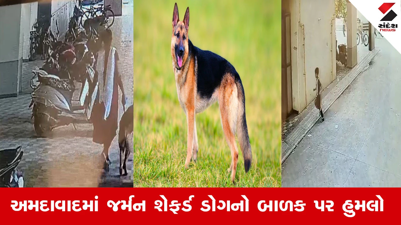 અમદાવાદના મણિનગરમાં જર્મન શેફર્ડે બાળક પર હુમલો કરતા સ્થાનિકોમાં રોષ, શ્વાન માલિક સામે કાર્યવાહીની માંગ.