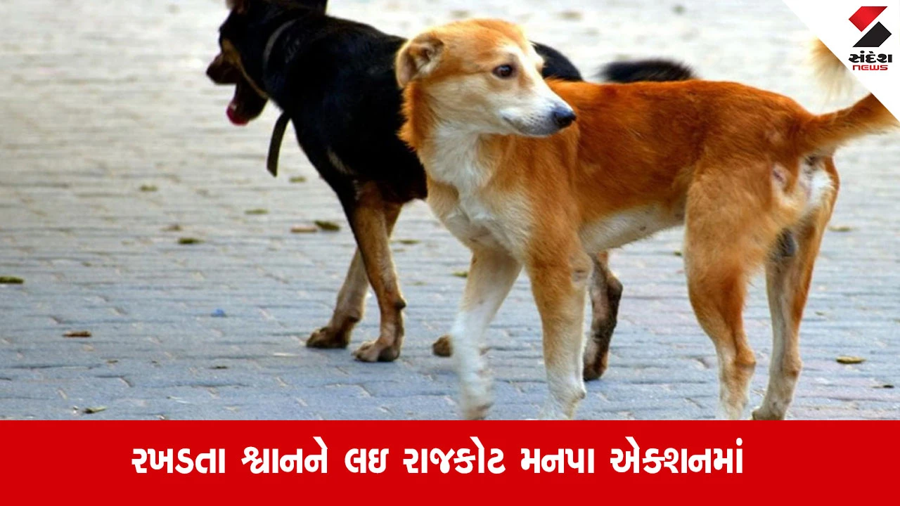 રાજકોટ: સુપ્રીમ કોર્ટના આદેશ બાદ RMC એક્શનમાં, રખડતા શ્વાનનો સર્વે શરૂ કરાયો.