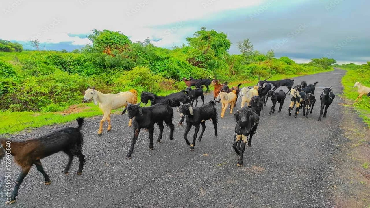 Bharuch:રાજપારડી, ઉમલ્લા અને ઉચેડિયા ગામમાં રખડતાં ઢોરોનો ભારે ત્રાસ