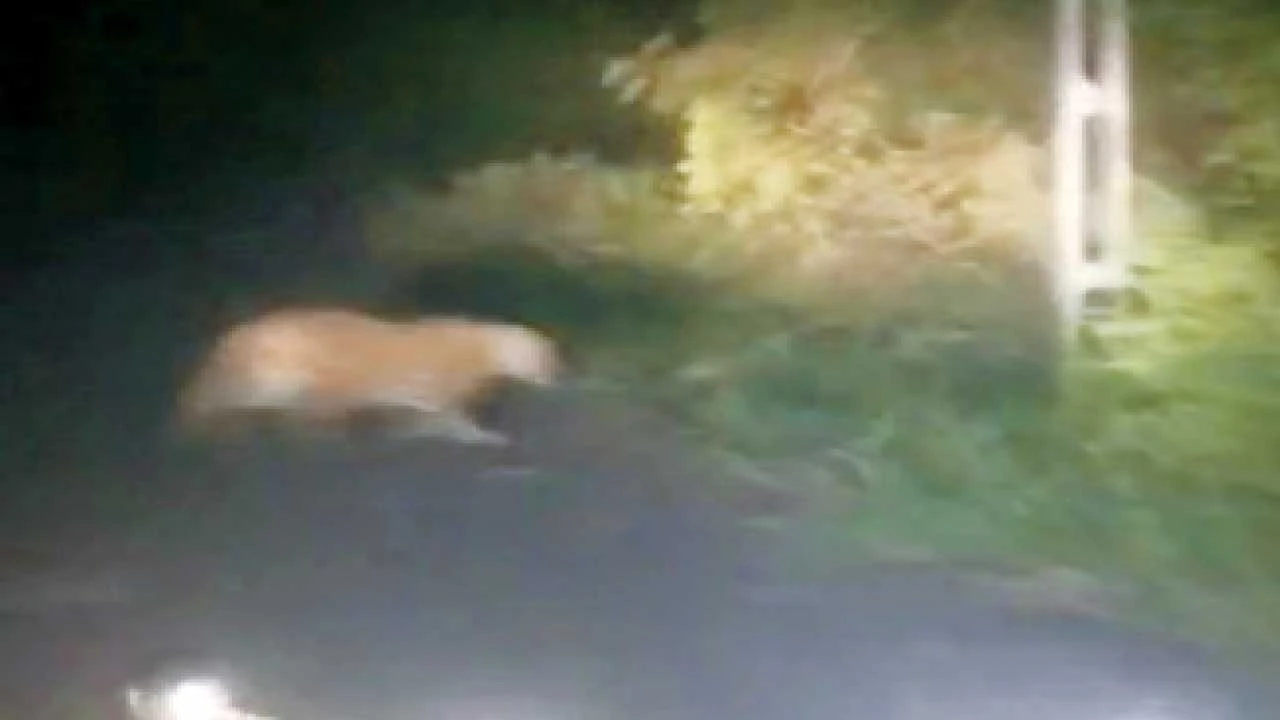 Chhotaudaypur:નસવાડી તાલુકાના પીપલાજ પાસે દીપડાએ દેખા દેતા દહેશત