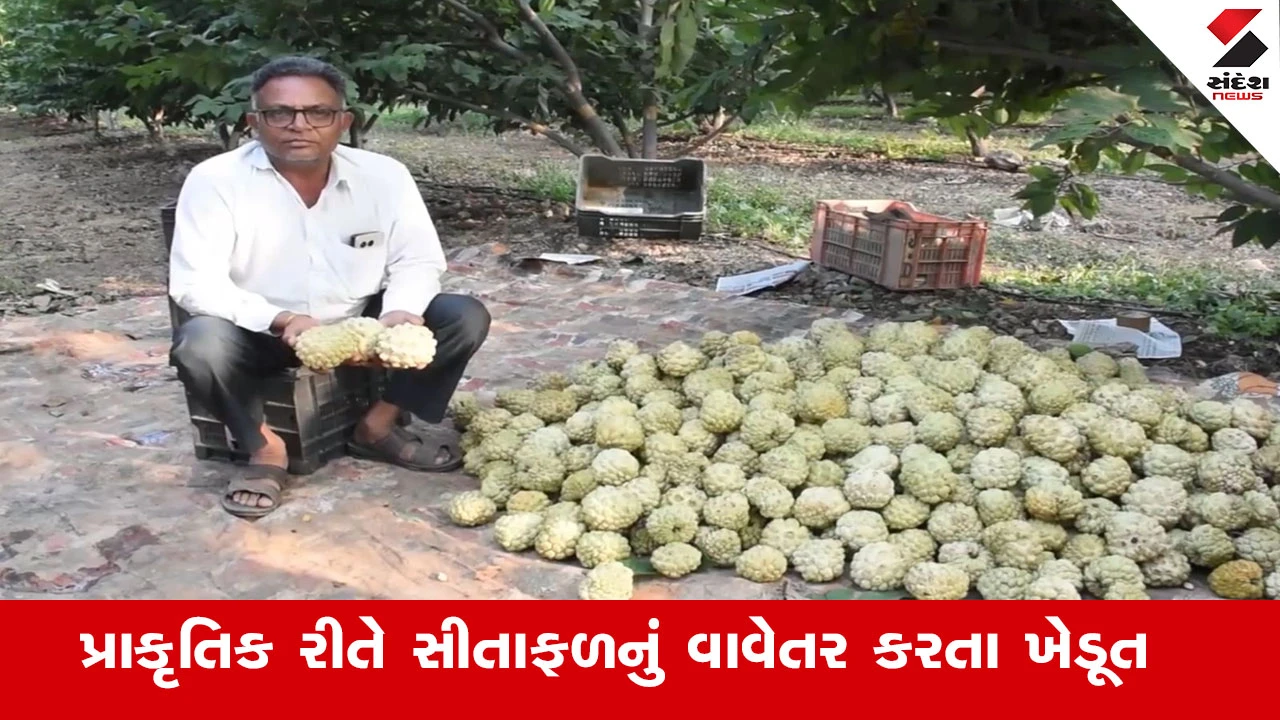 બોટાદના નાગજીભાઈના ગોલ્ડન સીતાફળની અમદાવાદ, સુરત, મોરબીમાં બોલબાલા.