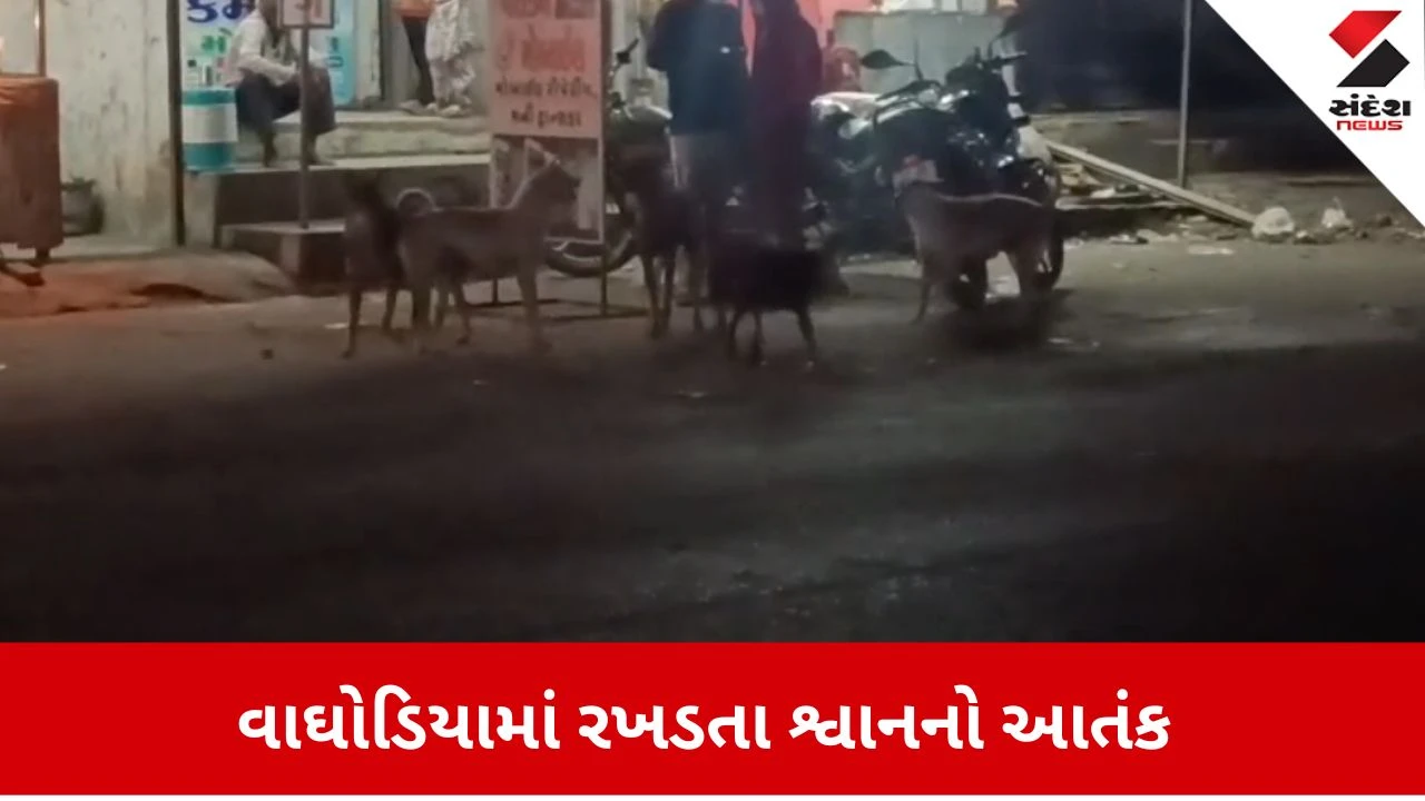 Vadodara: વાઘોડિયામાં રખડતા કૂતરાનો આતંક યથાવત, યુવકને શ્વાનના હુમલાનો ભોગ બનવું પડ્યું