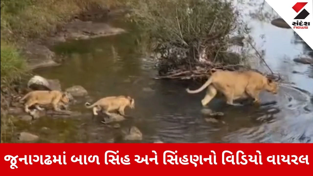 Lion Viral Video: જૂનાગઢમાં બાળ સિંહ અને સિંહણનો વિડિયો વાયરલ, જોઈને સુધરી જશે દિવસ