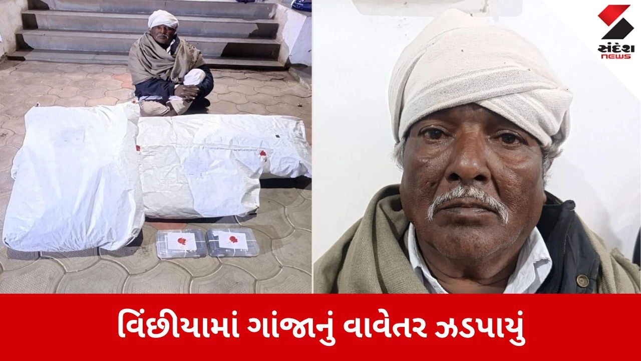 રાજકોટ: વિંછીયામાં ગેરકાયદેસર ગાંજાનું વાવેતર ઝડપાયું, કપાસના ખેતરમાંથી 14 કિલો ગાંજા સાથે ખેડૂત પકડાયો.