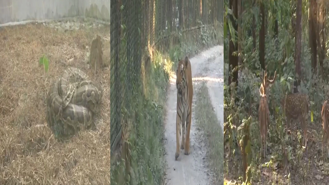 સિલીગુડી નજીકના નોર્થ બંગાળ વાઇલ્ડ એનિમલ પાર્કમાં શિયાળા માટે ખાસ વ્યવસ્થા.