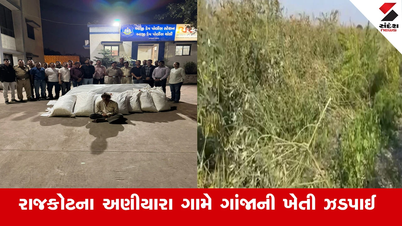 રાજકોટના અણીયારા ગામેથી પોલીસે 1.11 કરોડનો ગાંજો ઝડપ્યો, એકની અટકાયત; ગાંજાની ખેતી ઝડપાઈ.
